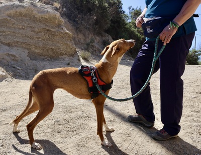 Amapola, Podenco Andaluz - Hündin