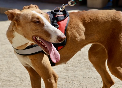 Amapola, Podenco Andaluz - Hündin