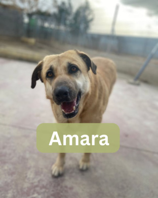 Amara