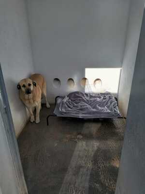 Amara, Herdenschutzhund-Mix - Hündin