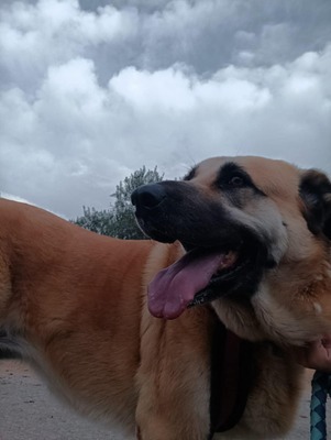 Amara, Herdenschutzhund-Mix - Hündin