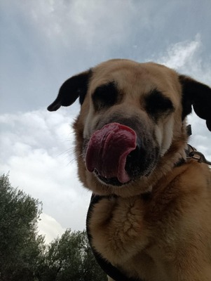 Amara, Herdenschutzhund-Mix - Hündin