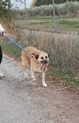 Amara, Herdenschutzhund-Mix - Hündin