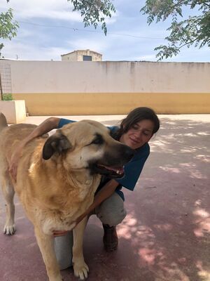 Amara, Herdenschutzhund-Mix - Hündin