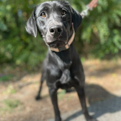 🌷Amara Labrador Retriever Mischling ist ein unbeschwerter, fröhlicher, liebevoller und freundlicher Hund🌺