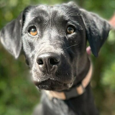 🌷Amara Labrador Retriever Mischling ist ein unbeschwerter, fröhlicher, liebevoller und freundlicher Hund🌺, Labrador Retriever Mischling - Hündin