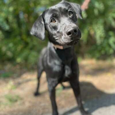 🌷Amara Labrador Retriever Mischling ist ein unbeschwerter, fröhlicher, liebevoller und freundlicher Hund🌺, Labrador Retriever Mischling - Hündin