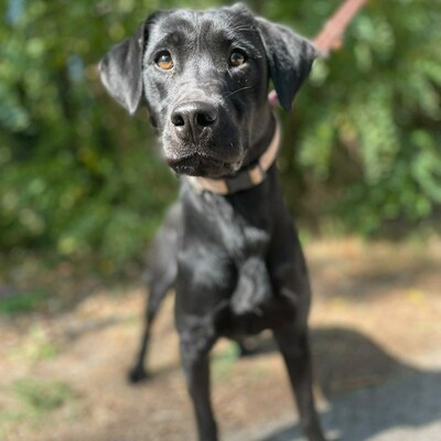 🌷Amara Labrador Retriever Mischling ist ein unbeschwerter, fröhlicher, liebevoller und freundlicher Hund🌺, Labrador Retriever Mischling - Hündin