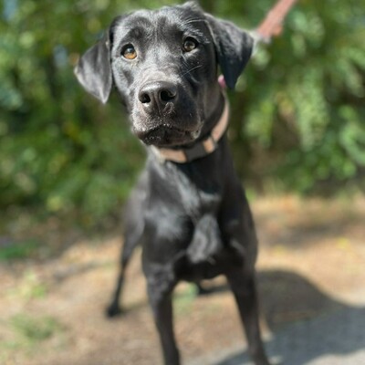 🌷Amara Labrador Retriever Mischling ist ein unbeschwerter, fröhlicher, liebevoller und freundlicher Hund🌺, Labrador Retriever Mischling - Hündin