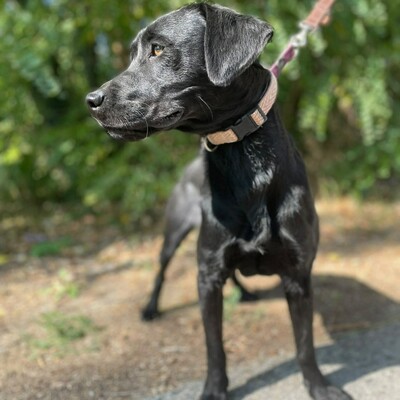 🌷Amara Labrador Retriever Mischling ist ein unbeschwerter, fröhlicher, liebevoller und freundlicher Hund🌺, Labrador Retriever Mischling - Hündin