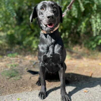 🌷Amara Labrador Retriever Mischling ist ein unbeschwerter, fröhlicher, liebevoller und freundlicher Hund🌺, Labrador Retriever Mischling - Hündin