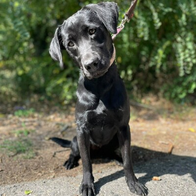 🌷Amara Labrador Retriever Mischling ist ein unbeschwerter, fröhlicher, liebevoller und freundlicher Hund🌺, Labrador Retriever Mischling - Hündin