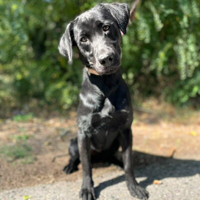 🌷Amara Labrador Retriever Mischling ist ein unbeschwerter, fröhlicher, liebevoller und freundlicher Hund🌺, Labrador Retriever Mischling - Hündin