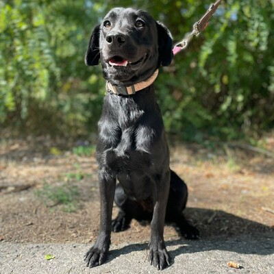 🌷Amara Labrador Retriever Mischling ist ein unbeschwerter, fröhlicher, liebevoller und freundlicher Hund🌺, Labrador Retriever Mischling - Hündin