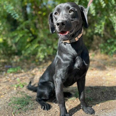 🌷Amara Labrador Retriever Mischling ist ein unbeschwerter, fröhlicher, liebevoller und freundlicher Hund🌺, Labrador Retriever Mischling - Hündin