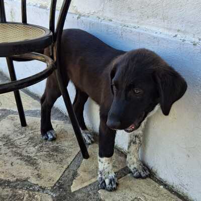 Amara - eine sanfte und sehr liebevolle Hündin, Mischling - Hündin