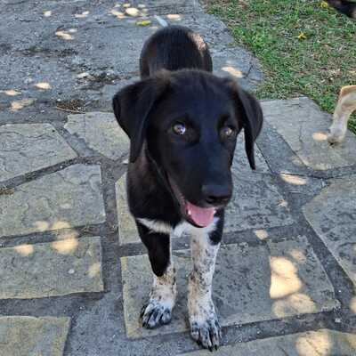 Amara - eine sanfte und sehr liebevolle Hündin, Mischling - Hündin