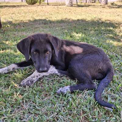 Amara - eine sanfte und sehr liebevolle Hündin, Mischling - Hündin