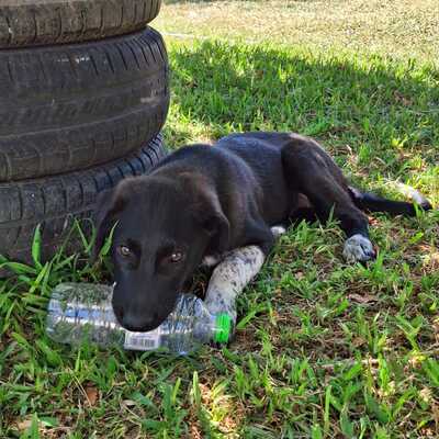 Amara - eine sanfte und sehr liebevolle Hündin, Mischling - Hündin
