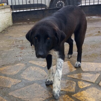 Amara - eine sanfte und sehr liebevolle Hündin, Mischling - Hündin