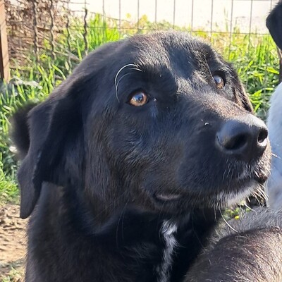 Amara - eine sanfte und sehr liebevolle Hündin, Mischling - Hündin