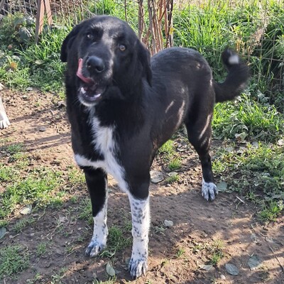 Amara - eine sanfte und sehr liebevolle Hündin, Mischling - Hündin