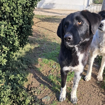 Amara - eine sanfte und sehr liebevolle Hündin, Mischling - Hündin