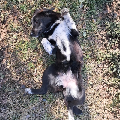 Amara - eine sanfte und sehr liebevolle Hündin, Mischling - Hündin