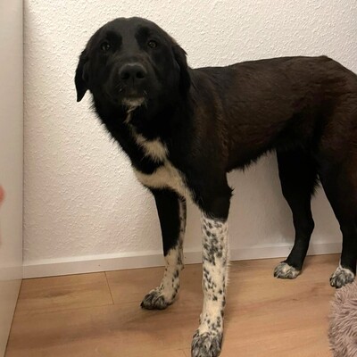 Amara - liebevoll & verschmust 🥰