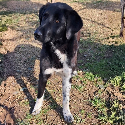 Amara - liebevoll & verschmust 🥰, Mischling - Hündin