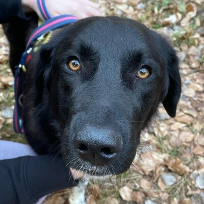 Amara - liebevoll & verschmust 🥰, Mischling - Hündin