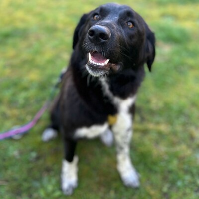 Amara - liebevoll & verschmust 🥰/ Reserviert, Mischling - Hündin