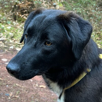 Amara - liebevoll & verschmust 🥰/ Reserviert, Mischling - Hündin