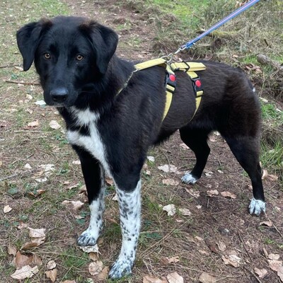 Amara - liebevoll & verschmust 🥰/ Reserviert, Mischling - Hündin