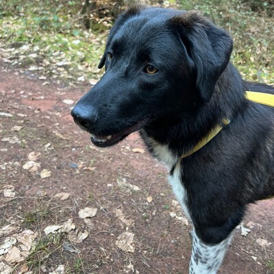 Amara - liebevoll & verschmust 🥰/ Reserviert, Mischling - Hündin