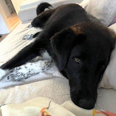 Amara - liebevoll & verschmust 🥰/ Vorgemerkt, Mischling - Hündin