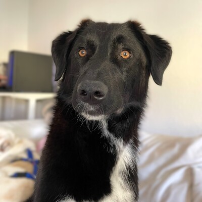 Amara - liebevoll & verschmust 🥰/ Vorgemerkt, Mischling - Hündin