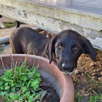 Amara - sanft und sehr liebevoll 🥰