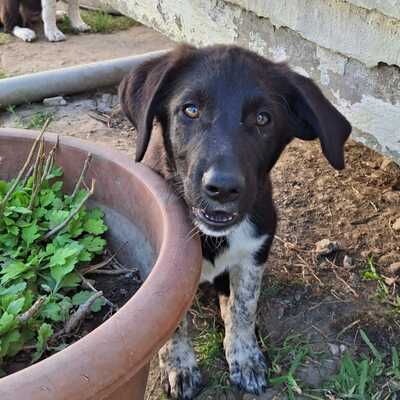 Amara - sanft und sehr liebevoll 🥰, Mischling - Hündin