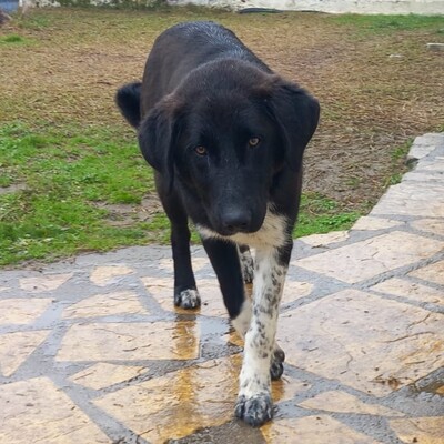 Amara - sanft und sehr liebevoll 🥰, Mischling - Hündin