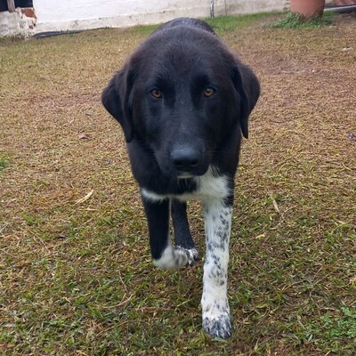 Amara - sanft und sehr liebevoll 🥰, Mischling - Hündin