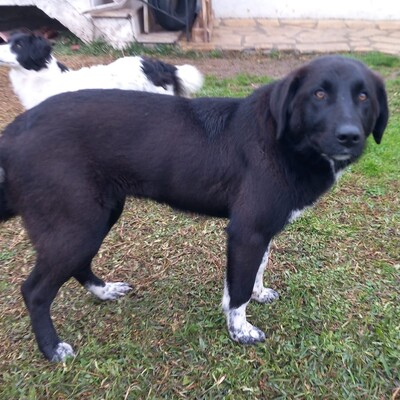 Amara - sanft und sehr liebevoll 🥰, Mischling - Hündin