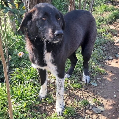 Amara - sanft und sehr liebevoll 🥰, Mischling - Hündin