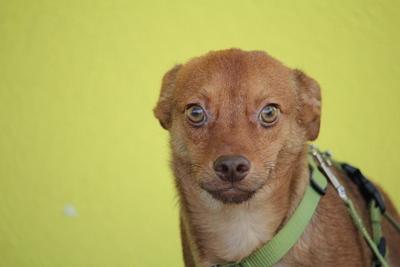 Amaro, Mischling Welpen - Rüde