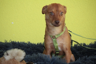 Amaro, Mischling Welpen - Rüde