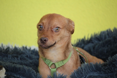 Amaro, Mischling Welpen - Rüde