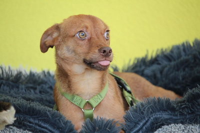 Amaro, Mischling Welpen - Rüde