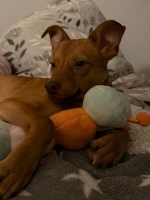 Amaro, Mischling Welpen - Rüde