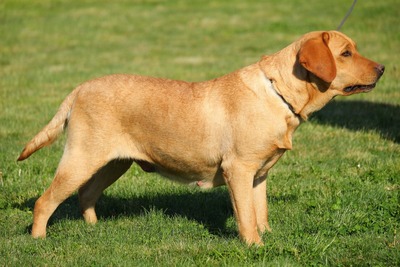 Amber, Labradror - Hündin 1