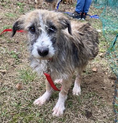 Amber, Mix - Hündin